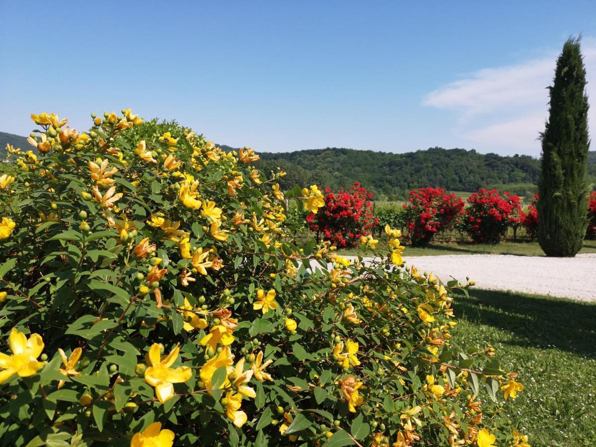 Pizzulin - Wine & Living Farm stay